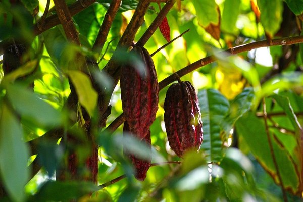 Kakaobaum mit Kakaofrüchten - Theobroma Cacao